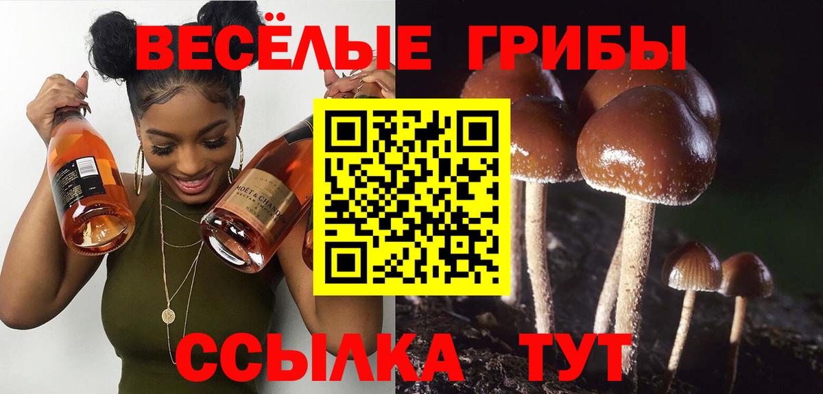 Тайшет  Галлюциногенные грибы Cubensis  Вход с VPN 